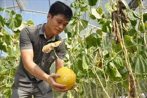 Sản phẩm dưa Kim Hoàng Hậu trồng trong nhà màng của anh Trịnh Như Lực, thôn Xuân Lập, xã Ngọc Phụng, huyện miền núi Thường Xuân. Ảnh: Nguyễn Nam-TTXVN