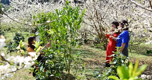 Hoa mận chỉ nở trong vòng 1 tuần đến 10 ngày nên rất nhiều du khách tận dụng dịp này để lưu giữ khoảnh khắc cùng người thân và bạn bè.