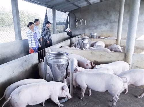 Chăn nuôi lợn theo hướng tập trung ở Vĩnh Linh.Ảnh: baoquangtri.vn
