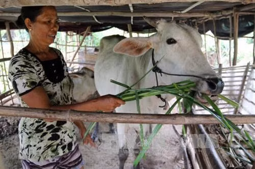 Bà Thị Hường ở ấp Tràm Trỗi, xã Vĩnh Điều, huyện Giang Thành vay vốn nuôi bò vỗ béo. Ảnh: Lê Huy Hải - TTXVN