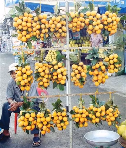 Thừa Thiên - Huế được mùa thanh trà và đầu ra ổn định ảnh 2
