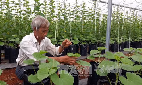 Ông Thọ kiểm tra quá trình phát triển của cây dưa. Ảnh: K GỬIH -TTXVN