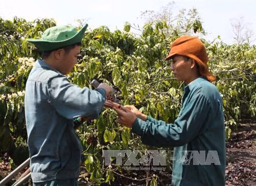 Vườn cà phê bị bọ xít tấn công. Ảnh: TTXVN phát