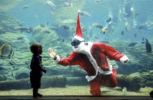 Thợ lặn trong trang phục Ông già Noel vui đùa với đàn cá đủ màu sắc tại Thủy cung ở Durban, Nam Phi ngày 22/12. AFP/ TTXVN