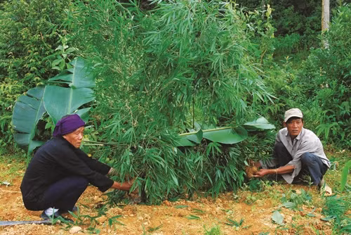 Rào tre nhốt gà - một thủ tục trước lễ cúng