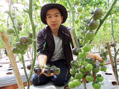 Cà chua đen đang đơm hoa kết trái trong “khu vườn lạ” của nhà nông Lê Hữu Phan