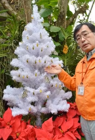 Cây thông Noel trang trí những com bướm vàng trưng bày tại thành phố Nagasaki Nhật Bản ngày 22/12. Kyodo/ TTXVN