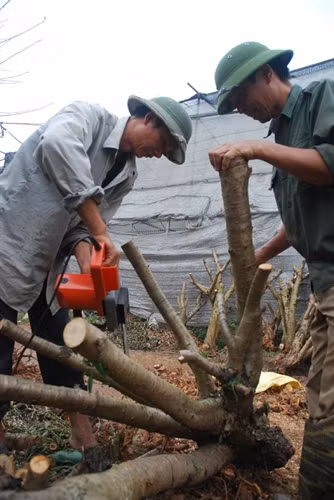 Làng đào Nhật Tân nhộn nhịp trước Tết ảnh 11