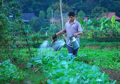 Tham gia mô hình, bà con được chuyển giao kỹ thuật canh tác, luân canh các loại rau màu.