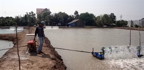 Đầm tôm của tỷ phú trẻ Lâm Văn Linh ở ấp Biển Đông, xã Vĩnh Trạch Đông, thành phố Bạc Liêu.