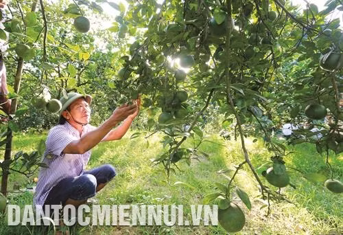 Huyện Con Cuông phấn đấu đến năm 2020, diện tích trồng cam đạt 450 ha, tập trung chủ yếu tại các xã: Yên Khê, Chi Khê, Bồng Khê, Thạch Ngàn...