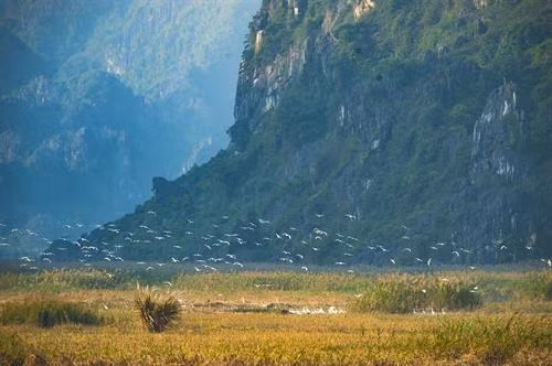 Chiều về trên đầm Vân Long. Cò, vạc và các loại chim nước về đây, sống và kiếm ăn ở hệ sinh thái ngập nước Vân Long vào mùa khô. Mỗi dịp đông đến Vân Long lại tràn ngập sắc trắng của những đàn cò trắng lên đến cả nghìn con bay về trú ngụ tạo nên khung cảnh nên thơ. Hàng nghìn loài chim, cò, vạc các loại tựu về đây, sống chen chúc trên những thảm rừng nguyên sinh trên núi đá vôi, hoặc kiếm sống ở các hệ sinh thái dưới ngập nước… Tiếng kêu của chúng làm xôn xao cả một vùng không gian vốn tĩnh lặng. Mỗi dịp đông đến Vân Long lại tràn ngập sắc trắng của những đàn cò trắng lên đến cả nghìn con bay về trú ngụ ... tạo nên khung cảnh vô cùng nên thơ. Đầm Vân Long Những khu rừng tràm tại Vân Long là nơi trú ngụ của những đàn cò lớn, là nơi ghỉ ngơi của chúng sau mỗi ngày kiếm ăn.