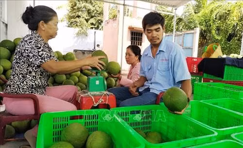 Thương lái thu mua bưởi da xanh ngay tại điểm tập kết của người dân ở Tiền Giang. Ảnh: Nam Thái - TTXVN