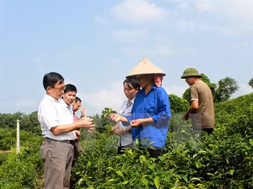 Cán bộ hướng dẫn bà con kỹ thuật chăm sóc chè. (Ảnh: Văn Tý/TTXVN)