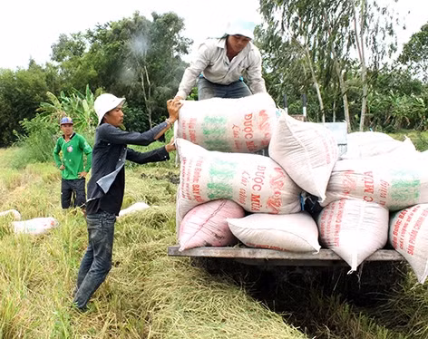 Hàng năm, sản lượng lúa hàng hóa của Hậu Giang đạt hơn 1,2 triệu tấn.