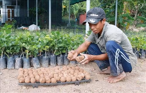 Kiểm tra chất lượng “bom hạt giống”. Ảnh: Nguyễn Thành – TTXVN