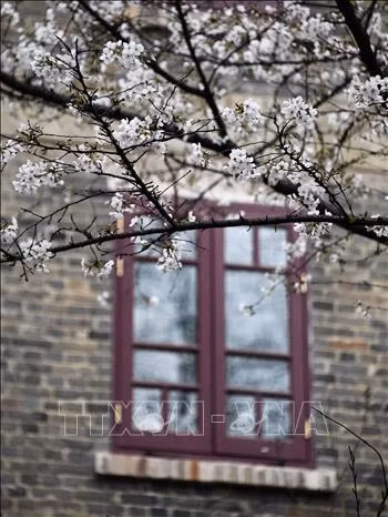 Hoa Anh đào nở rộ tại Vũ Hán, tỉnh Hồ Bắc, Trung Quốc, ngày 14/3/2020. Ảnh: THX/TTXVN