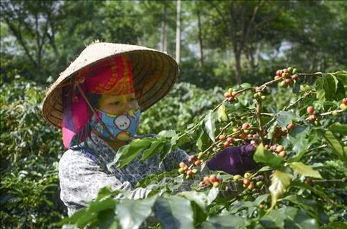 Người dân Mường Ảng thu hái cà phê. Ảnh: Xuân Tư – TTXVN