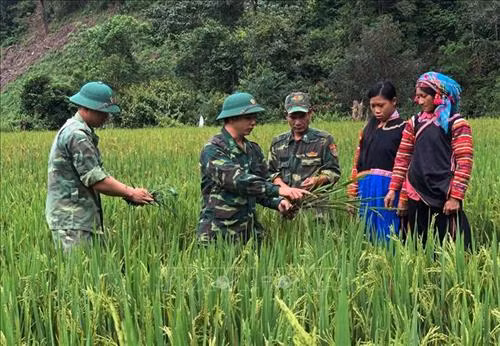 Bộ đội biên phòng hướng dẫn kỹ thuật chăm sóc lúa nước 2 vụ cho bà con La Hủ ở xã Pa Ủ, huyện Mường Tè (Lai Châu). Ảnh: Việt Hoàng - TTXVN