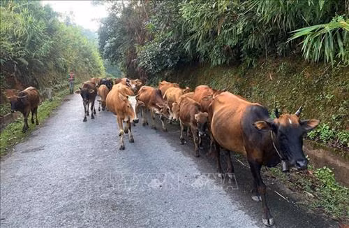 Mô hình nuôi bò “quân và dân” ở xã Pa Ủ, huyện Mường Tè (Lai Châu) phát triển tốt, tái đàn nhanh, giúp bà con thoát nghèo. Ảnh: Việt Hoàng - TTXVN