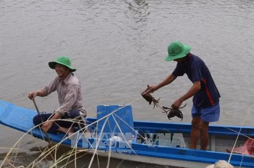 Thu hoạch thủy sản trong mô hình lúa + cá ở Tiền Giang. Ảnh: Minn Trí - TTXVN