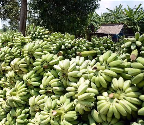 Chuối xiêm rớt giá, thương lái không mua, người trồng thu hoạch chất đống. Ảnh: Lê Sen – TTXVN