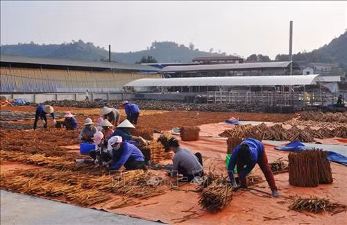 Trồng quế kết hợp với phát triển công nghiệp chế biến tại xã Đào Thịnh, huyện Trấn Yên, đã giúp người dân nâng cao thu nhập góp phần xây dựng nông thôn mới. Ảnh: Đinh Thùy – TTXVN