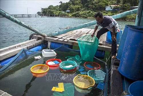 Cơ sở nuôi ốc hương của ông Phạm Thiện Nhân ở xã đảo Tiên Hải, thành phố Hà Tiên (Kiên Giang) thu 3 tỷ đồng mỗi vụ nuôi. Ảnh: Hồng Đạt - TTXVN