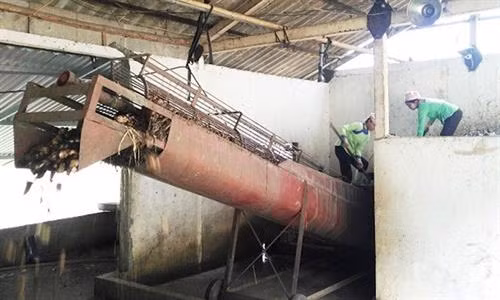 Dây chuyền sản xuất miến đao đỏ Thành Sơn được cơ giới hóa đồng bộ. Ảnh : nhandan.com.vn