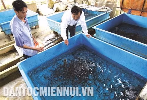 Trại nuôi cá hồi vân phải có bể nuôi cá nhỏ và bể nuôi cá thương phẩm. Ảnh: Vũ Sinh