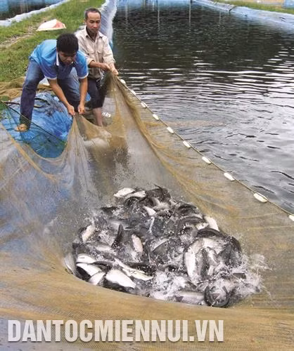 Cá hồi vân đạt trọng lượng từ 1,5 kg - 1,8 kg thì có thể tiến hành thu hoạch. Ảnh: Huy Hùng