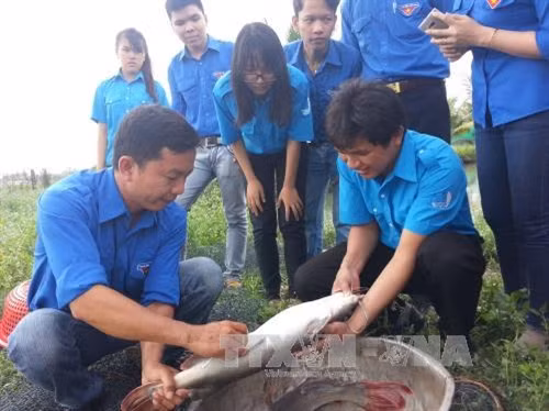 Anh Nguyễn Trung Hiếu chia sẻ cách chăm sóc cá lăng nha cho các bạn trẻ. Ảnh: Thu Hoài – TTXVN