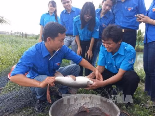 Anh Nguyễn Trung Hiếu (bên trái) chia sẻ cách chăm sóc cá lăng nha cho các bạn trẻ. Ảnh: Thu Hoài – TTXVN