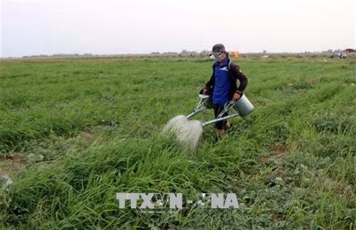 Tỉnh Sóc Trăng đã khuyến khích nông dân chuyển đổi cây trồng phù hợp trong mùa khô hạn, nhiều người trồng dưa hấu có lợi nhuận cao gấp nhiều lần so với trồng lúa. Ảnh: Trung Hiếu - TTXVN