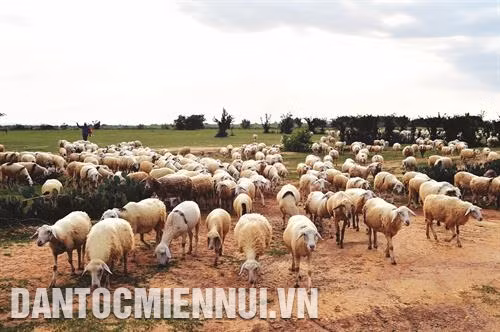 Chăn thả gia súc vào sáng sớm và chiều mát trong những ngày nắng nóng.
