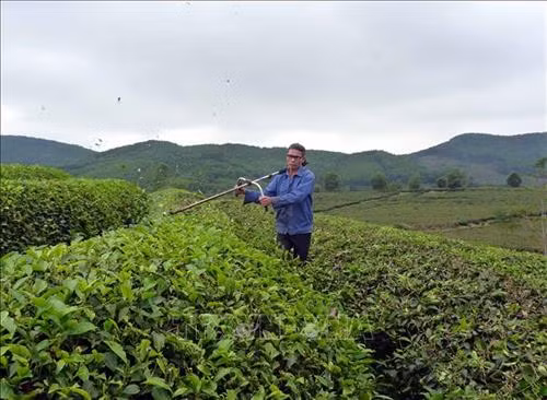 Ông Nguyễn Văn Hoàn sử dụng máy đốn chè do ông sáng chế. Ảnh: Quang Đán – TTXVN