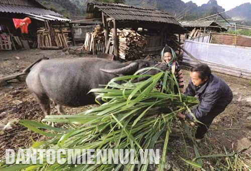 Ông Mùa Vạ Thào, dân tộc Mông ở bản Hải Hồ, xã Tà Ngảo, huyện Sìn Hồ vay vốn nuôi trâu, dê, tạo việc làm, tăng thêm thu nhập cho gia đình. Ảnh: Trần Việt