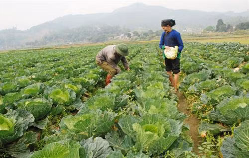 Người dân xã Quang Kim (Bát Xát) thu hoạch rau vụ đông. Ảnh: baolaocai.vn