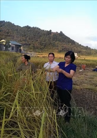 Kĩ sư Hoàng Thị Bình kiểm tra mô hình lúa nếp Ong Trùng Khánh (Cao Bằng). Ảnh: TTXVN