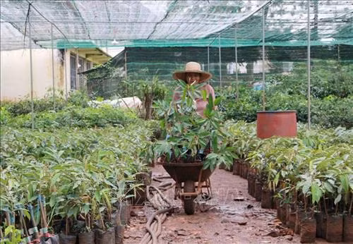 Giống cây sầu riêng Ri6, DoNa tại xã Hòa Thắng, thành phố Buôn Ma Thuột, Đắk Lắk tăng cao từ 30.000 đến 40.000 đồng/cây. Ảnh: Phạm Cường-TTXVN