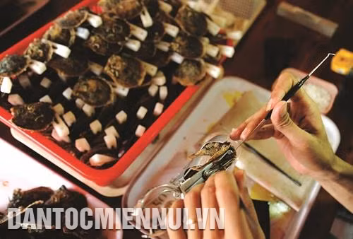 Công đoạn cấy ghép ngọc trai . Ảnh: Yến Thanh
