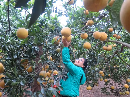 Du lịch nông nghiệp: Hướng đi mới ở Phúc Thọ ảnh 1