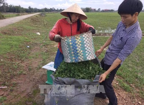Xã Quảng Thọ, huyện Quảng Điền là địa phương duy nhất của tỉnh Thừa Thiên - Huế chuyên canh cây rau má. Ảnh: Hồ Cầu - TTXVN