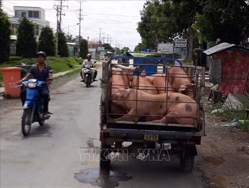 Thương lái thu mua lợn tại Bạc Liêu. Ảnh: Huỳnh Sử-TTXVN
