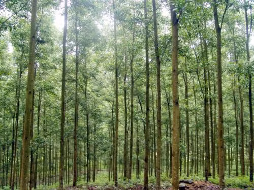 Rừng keo tai tượng. Ảnh: nhanongxanh.vn