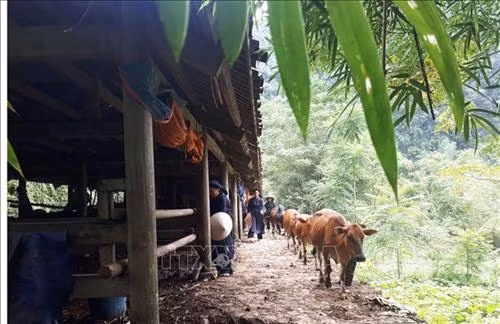 Mô hình di dời chuồng trại, thực hiện chăn nuôi tập trung ở xã Đàm Thủy, huyện Trùng Khánh, tỉnh Cao Bằng. Ảnh: Chu Hiệu – TTXVN