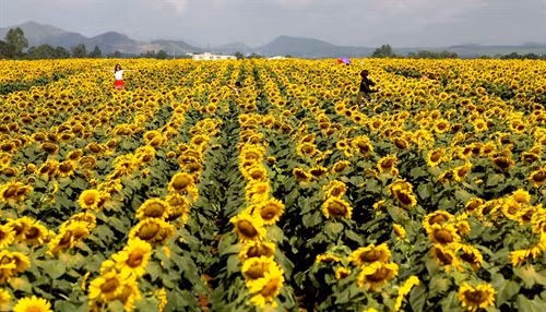 Cánh đồng hoa đang kỳ nở rộ, thời kỳ đẹp nhất của loài hoa hướng dương khi tỏa ra một vàng rực rỡ.