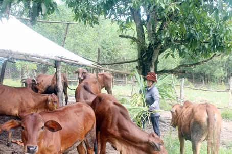 Bà Phạm Thị Thanh (ấp 5, xã Vĩnh Tân, huyện Vĩnh Cửu) vận dụng kiến thức sau học nghề để chăm sóc đàn bò 16 con tại gia đình. Ảnh: Báo Đồng Nai