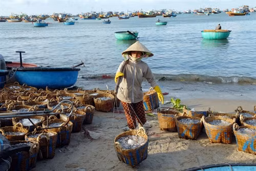 Nguyên liệu cá Cơm sau khi đánh bắt được đưa về xưởng làm mắm.