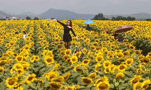 Cánh đồng hoa đang kỳ nở rộ, thời kỳ đẹp nhất của loài hoa hướng dương khi tỏa ra một vàng rực rỡ.